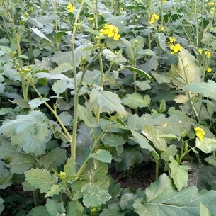 Begusarai-Ke-Rangbaaj
