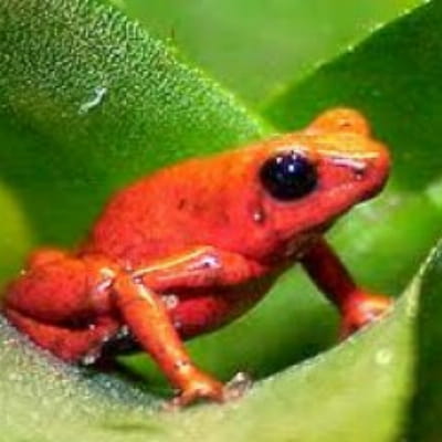 Reddfrog